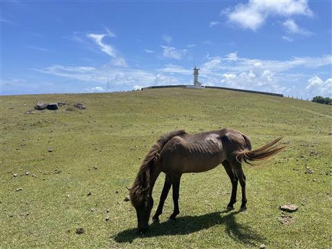 東崎展望台：ヨナグニウマがのんびりと暮らす